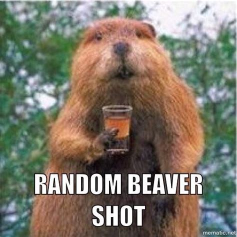The 25 Best Beaver Shot Ideas On Pinterest Fun Shots Washington