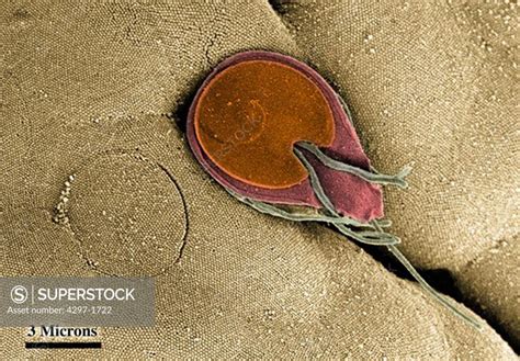 Scanning Electron Micrograph Of The Ventral Surface Of A Giardia
