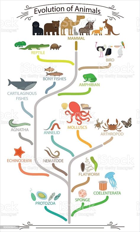 Darwin is best known for his groundbreaking book, on the origin of species, published in 1859, that convincingly argued the theory of species evolution. Biological Evolution Animals Scheme Stock Illustration - Download Image Now - iStock