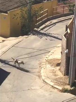 This persistent doggo | Funny vines, Funny vines clean, Funny animal videos