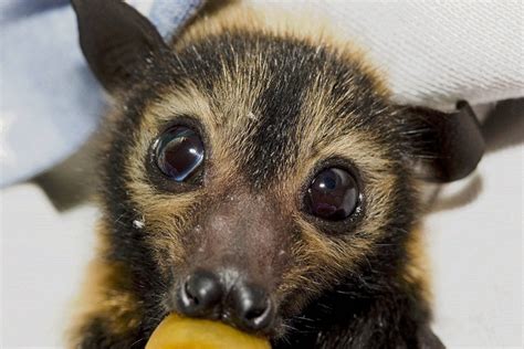 Save The Cairns Cbd Spectacled Flying Fox Colony Chuffed Non Profit