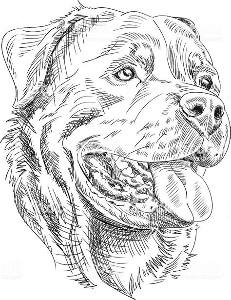 Hand Drawn Ink Style Vector Illustration Of A Rottweiler Face