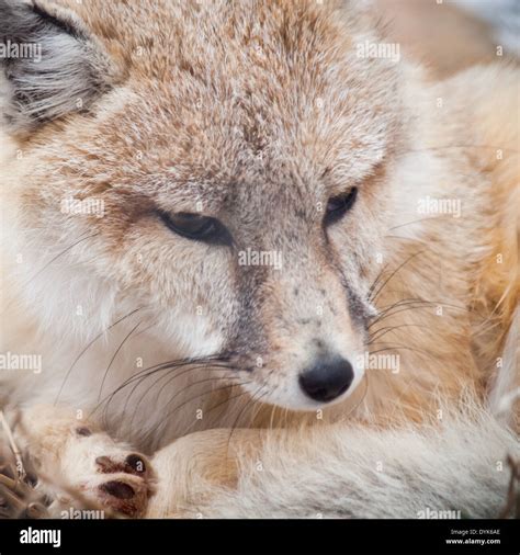 A Beautiful Swift Fox Vulpes Velox Stock Photo Alamy