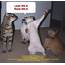 Funny Image  Cats Pictures A Caption Contest By
