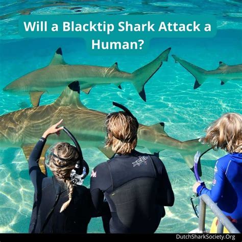 Are Blacktip Sharks Dangerous To Humans Dutch Shark Society