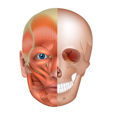 M Sculos Y Huesos De La Cara Detallada Anatom A Brillante Aislado Sobre