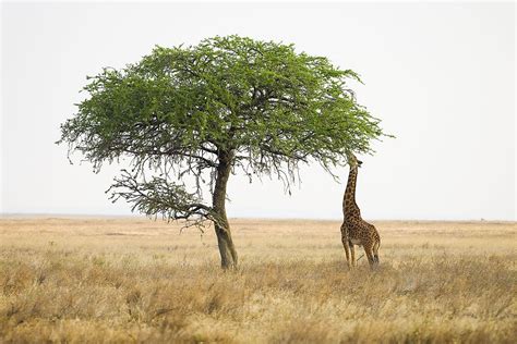 Giraffe Students Britannica Kids Homework Help