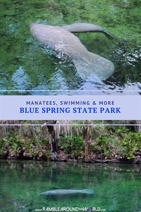 Manatees Swimming And More At Blue Spring State Park Florida Blue