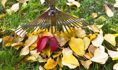 6 Steps To Get Your Lawn Ready For Fall Fall Lawn Spring Lawn Care