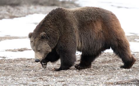 Grizzly Bear Vs Ussuri Brown Bear The World Of Animals