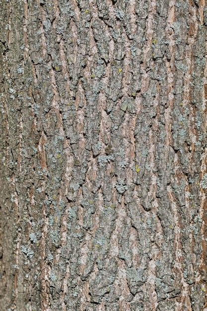 Premium Photo Bark Texture Of Pine Tree