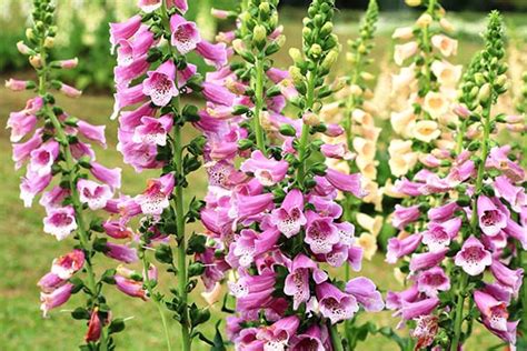 The flowers are pure, single color, but still have freckled throats. 25 Gorgeous Plants That Grow in Shaded Area in Your Garden
