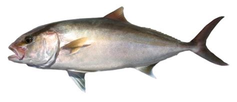 Triggerfish And Amberjack Seasons To Open In Gulf Of Mexico