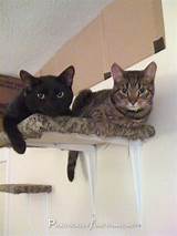Floating Shelves For Cats