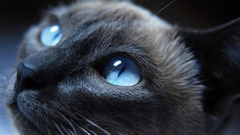 Cat Blue Eyes Animals Siamese Cats Wallpapers Hd Desktop And