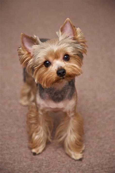 Yorkie Haircuts Pictures Best Haircuts Cachorro