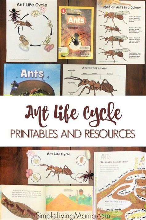Learn All About The Ant Life Cycle With These Printables And Resources