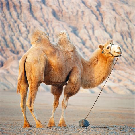 Does A Camel Have One Hump Or Two Bactrian Camels Are An Asiatic