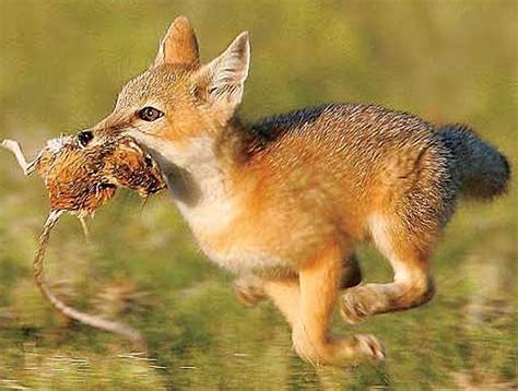 Swift Fox Nighttime Prairie Hunter Swift Fox Fox Pups Fox