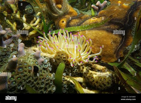 A Giant Caribbean Sea Anemone Condylactis Gigantea With Underwater