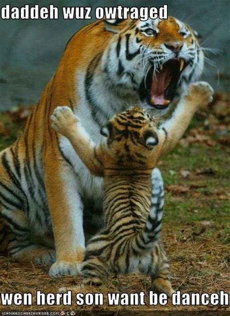 Funny Tiger Pictures With Quotes Quotesgram