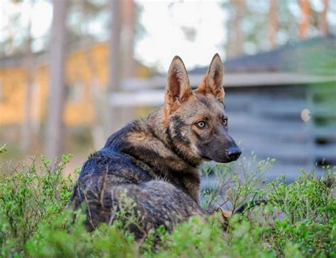 Hybrid German Shepherd Wolf Archives Animals Home
