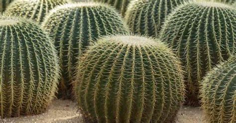 10 Amazing Large Cactus Plants With Names Cactusway