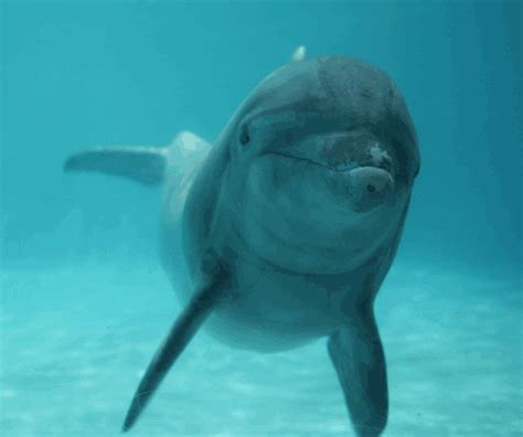 Happy Dolphin  Find And Share On Giphy