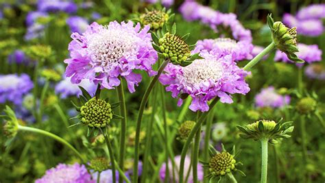 How To Grow Pincushion Flower Yates