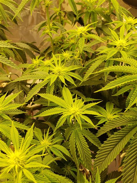 Defoliate this plant day 20 flower? | Grasscity Forums - The #1 ...