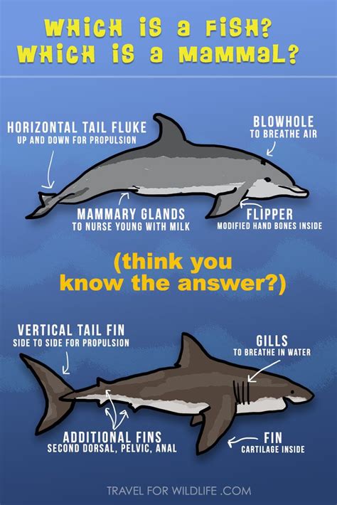 Are Sharks Mammals Or Fish And Other Shark Facts