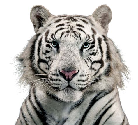 Download Snout Wildlife Siberian Cat Tiger White Hq Png Image Freepngimg