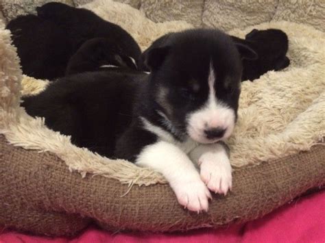 Pomsky Puppies For Sale Dallas Tx Petzlover