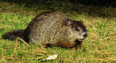 Groundhog Removal & Pest Control Services - Columbus, OH - Buckeye Wildlife Solutions