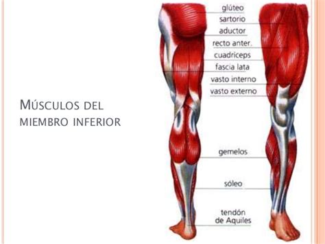 Anato Fisio Aparato Locomotor Articulaciones Y Músculos