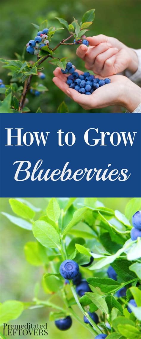 Tips For Growing Blueberries In Your Garden From Planting To Harvest