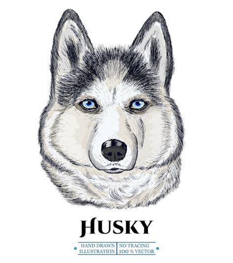 Premium Vector Husky Dog Portrait Hand Drawn Vectorized Illustration
