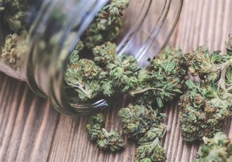 potent weed linked to psychosis the scientist magazine®
