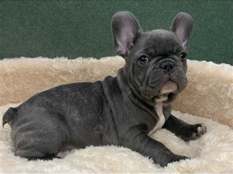 The french bulldog is considered a molosser in small size. French Bulldog-DOG-Male-Blue-2884629-Petland San Antonio