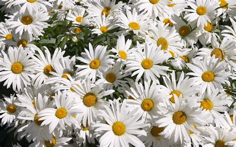 Daisy Flowers In Bloom In The Garden Wallpapers And Images