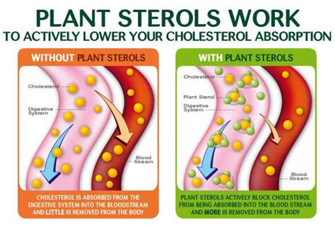 Plant Sterols And Cholesterol 101