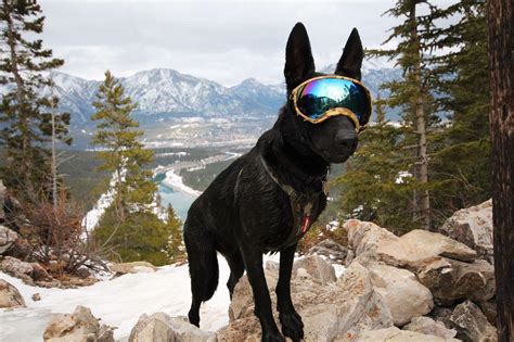Rex Specs Dog Goggle