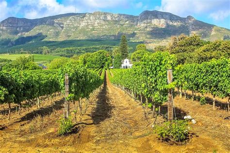 5 Child Friendly Wine Farms To Visit In The Cape Winelands South Africa