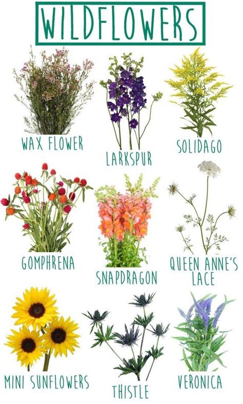 8 Facts About Wild Flower Types That Will Blow Your Mind Wild Flower