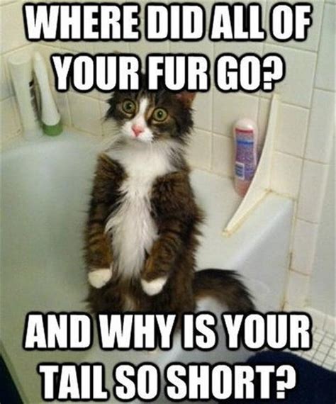 45 Of The Funniest Cats On The Internet