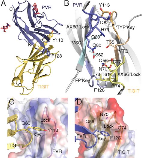 Structure Of TIGIT Immunoreceptor Bound To Poliovirus Receptor Reveals