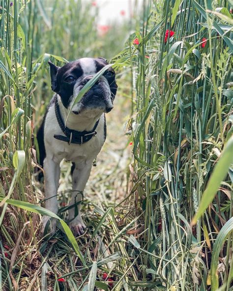 15 Amazing Facts About Boston Terriers You Probably Never Knew