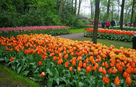 Mai Thai Wanderings Keukenhof Tulip Garden In Amsterdam The Netherlands