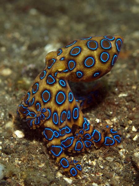 Blue Ringed Octopus Most Poisonous Octopus In The World Yet Its The