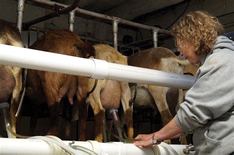 Dairy Goat Milking Rileys Wisconsin Farm Bureau Federation